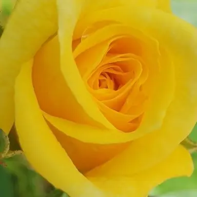 Profile image of 각별