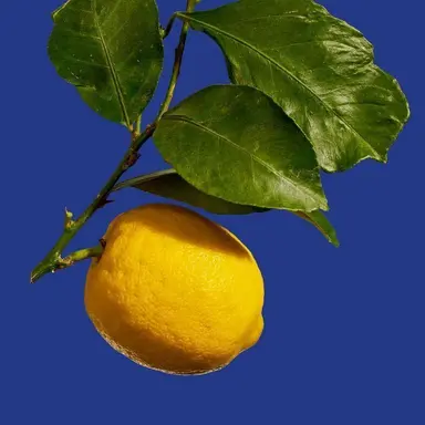 Profile image of 양지현