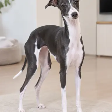 Profile image of 러프