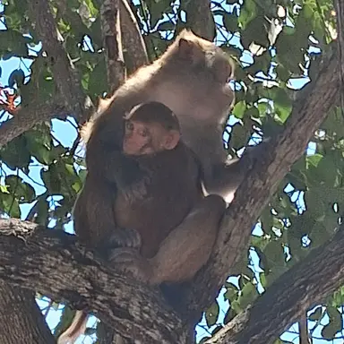 Profile image of 여우