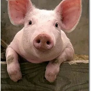 awase0022의 Just a Pig