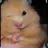 햄스터