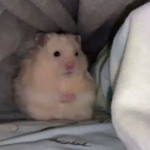 Iyeoxnp의 햄스터