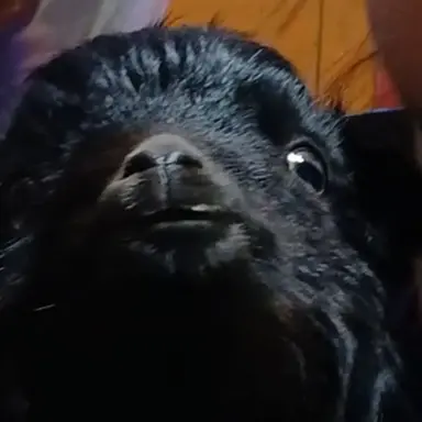 Profile image of 여우