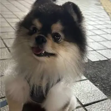 Profile image of 몰리