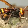 Profile image of コガタスズメバチ