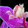 Profile image of ハナカマキリ