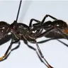 Profile image of パラポネラ