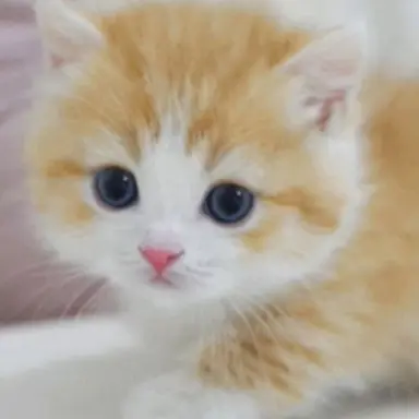Profile image of 노랭이
