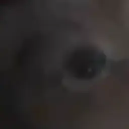 Profile image of 연가시