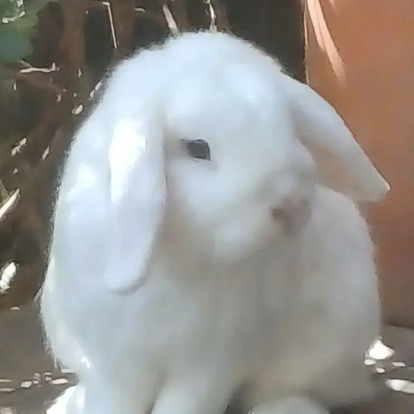 EggyYarn6162의 My Cute Rabbit Officer