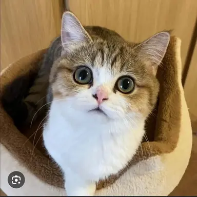 Profile image of 냐옹이