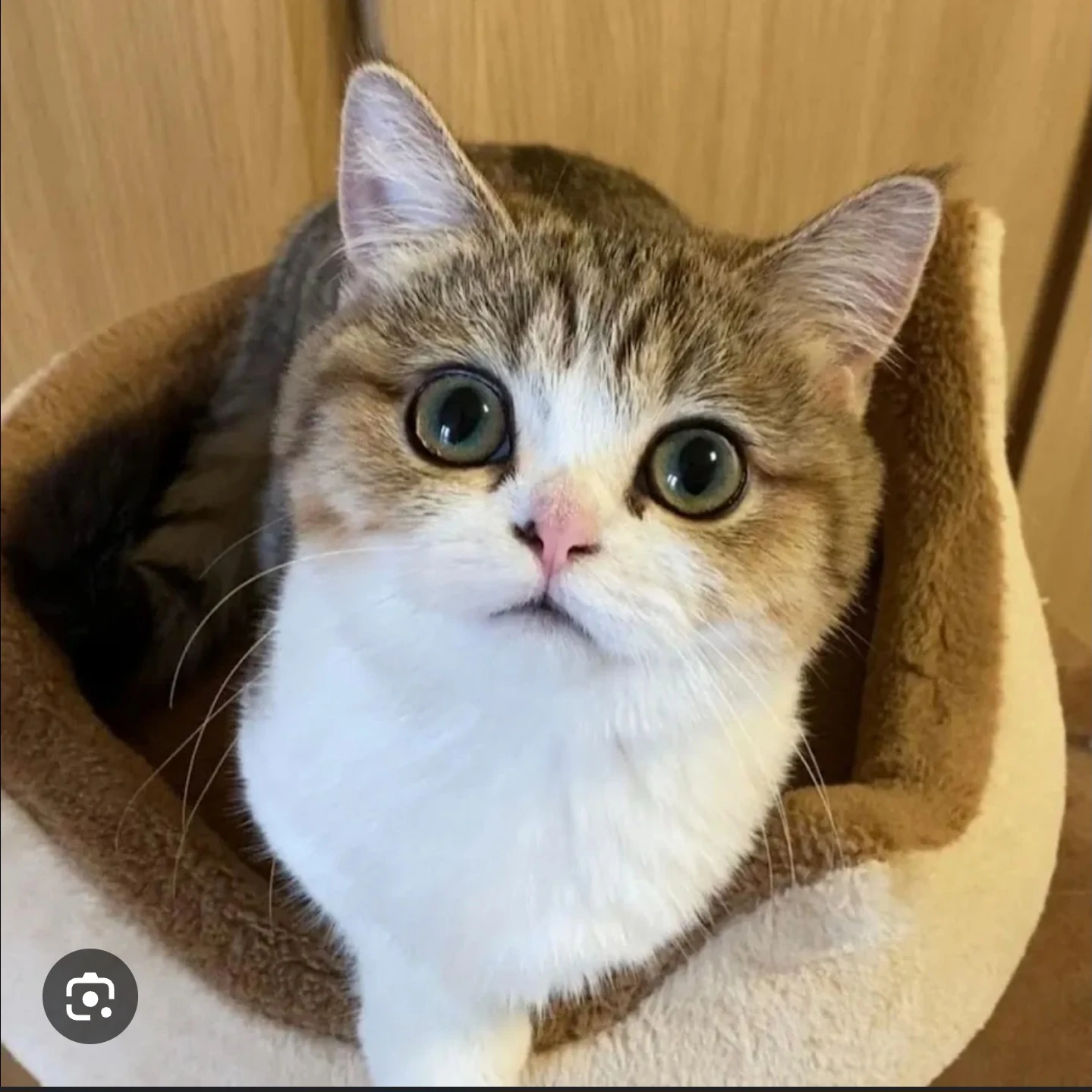 냐옹이