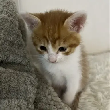 Profile image of 냥냥이