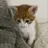 냥냥이