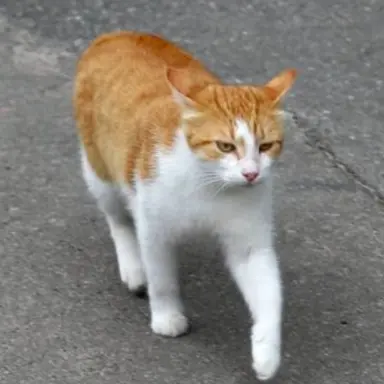 Profile image of 치즈