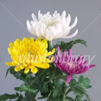 Profile image of 菊