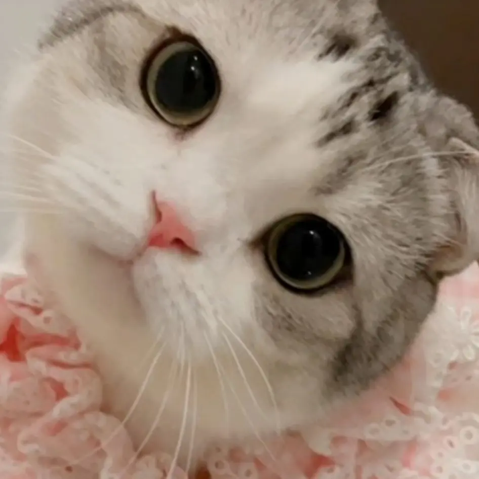 GrayLinen3943의 강아지 고양이 키우기