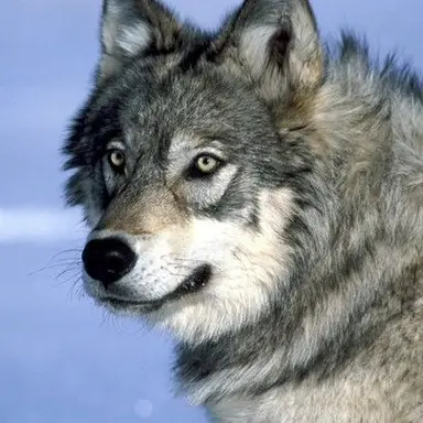 Profile image of 늑대