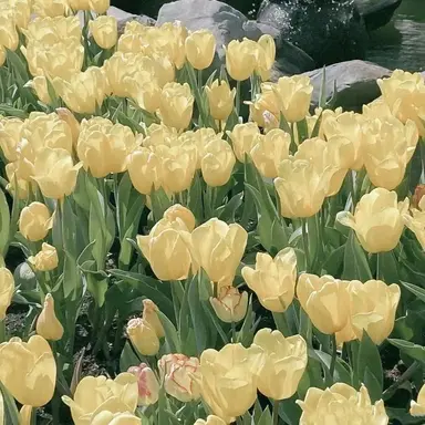 Profile image of 각별