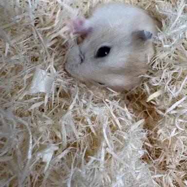 Profile image of 안정원