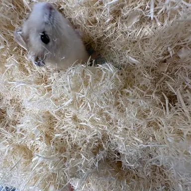 Profile image of 채송화