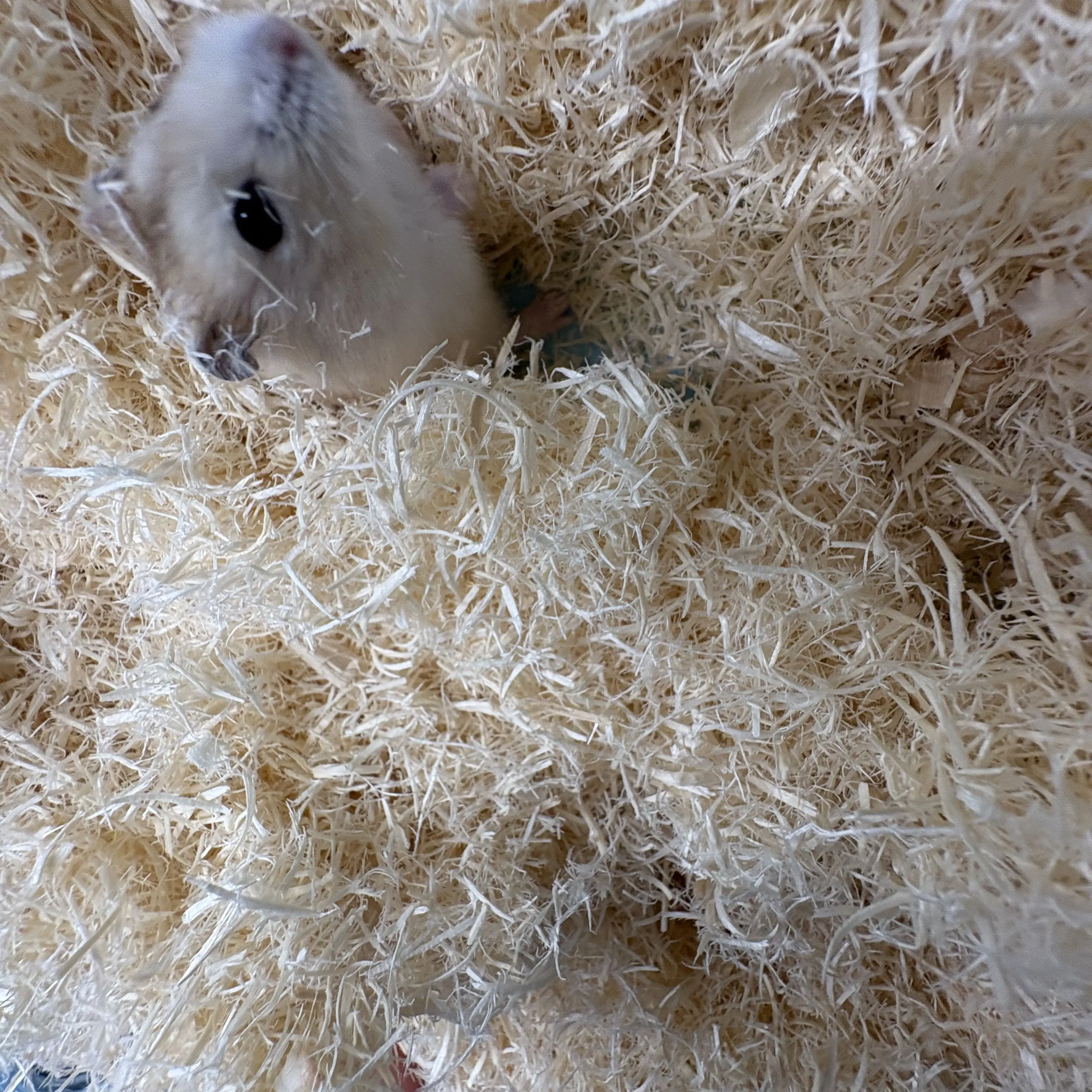 SoftRisk8398의 슬기로운의사생활채송화 막내딸