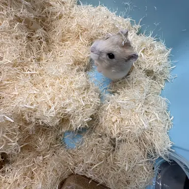 Profile image of 양석형