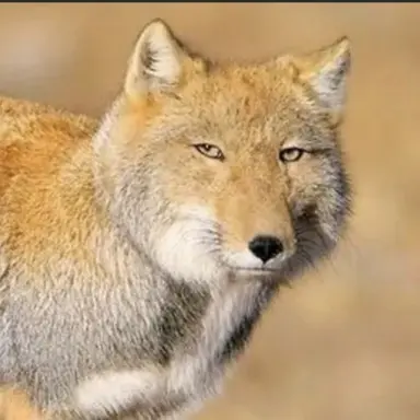Profile image of 여우