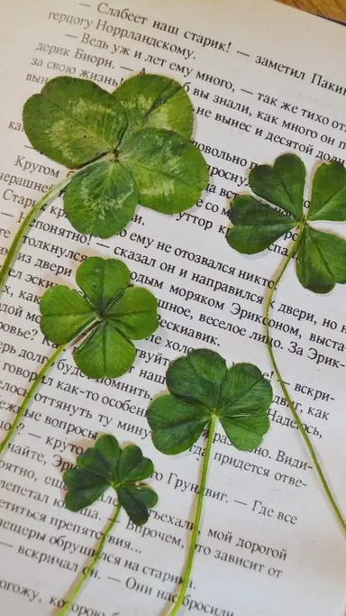 Profile image of 티푸