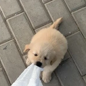 진성