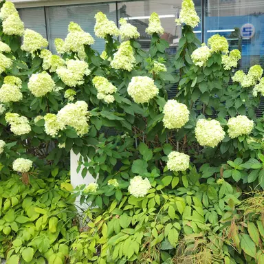 Profile image of 김일영