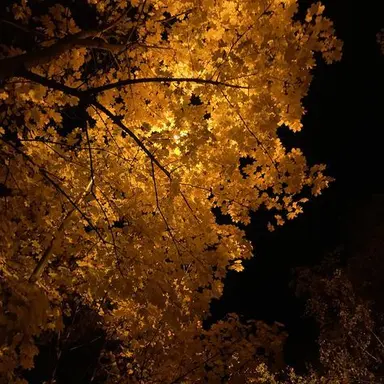 Profile image of 각별