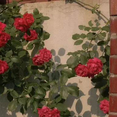 Profile image of 라더