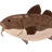 タラオ