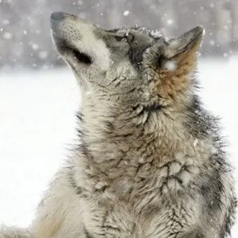 Profile image of レン