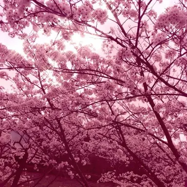 Profile image of 밥풀