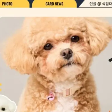 Profile image of 토리