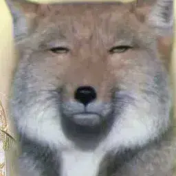 Profile image of 여우쿠키
