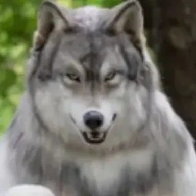 Profile image of 늑대쿠키
