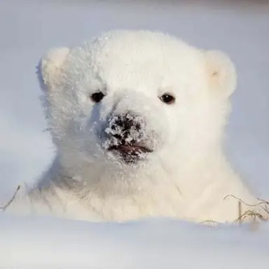 Profile image of ハンソル