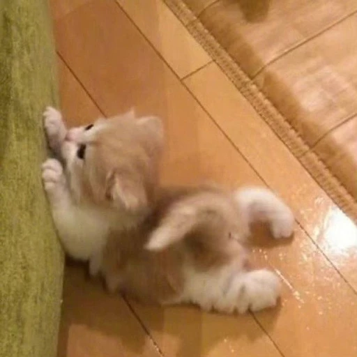 쭈