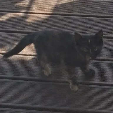 Profile image of 実際に飼っている子