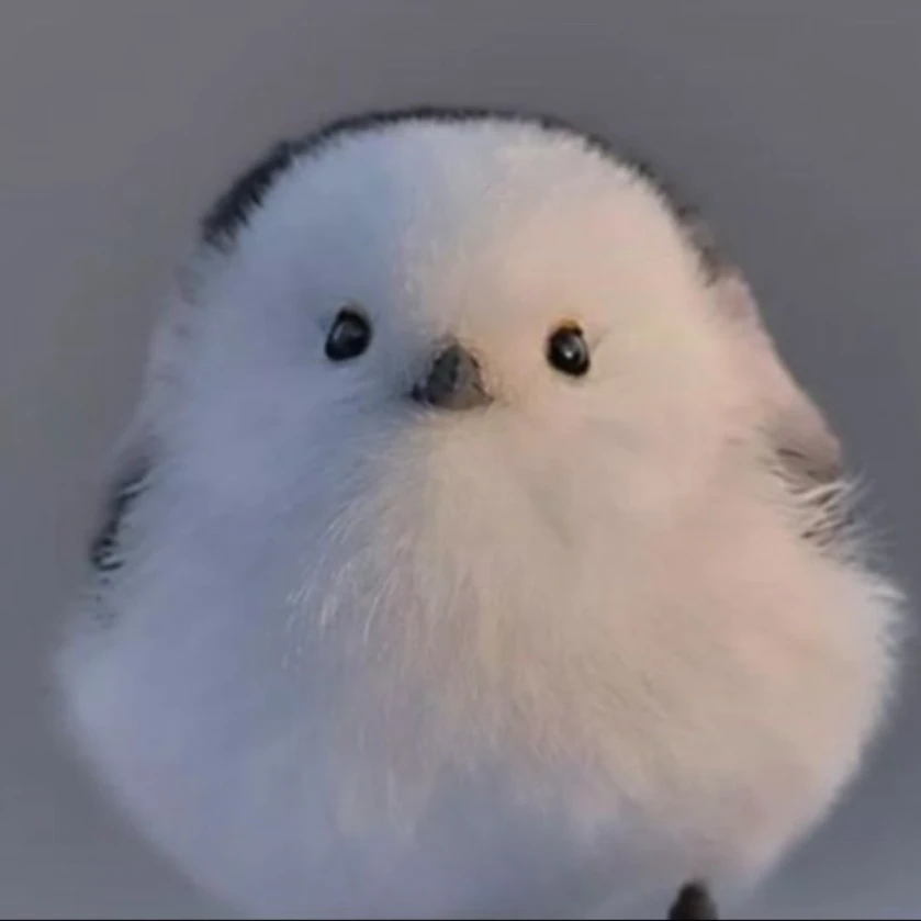 기본 오목눈이
