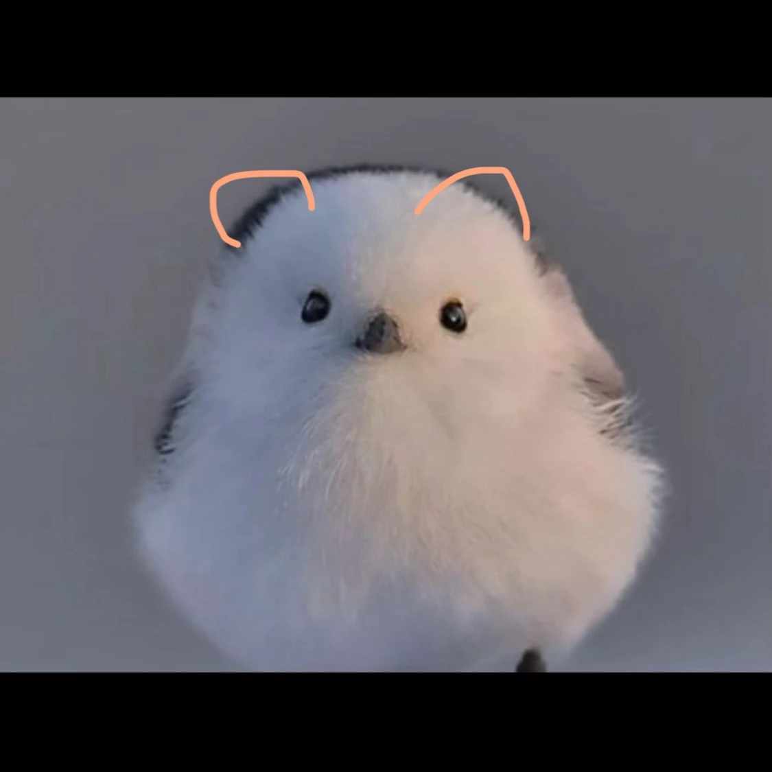 오목곰곰
