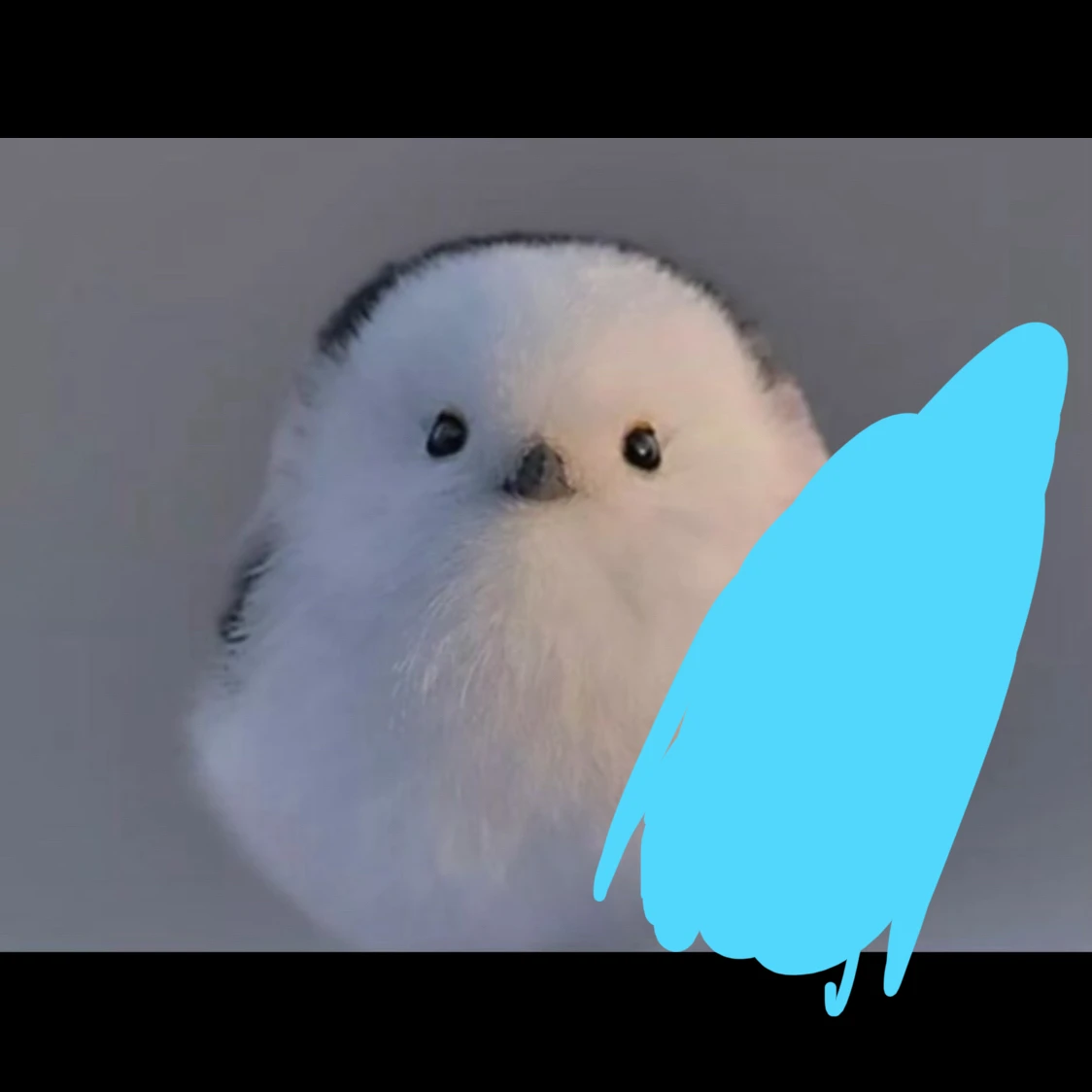오목눈이 서퍼
