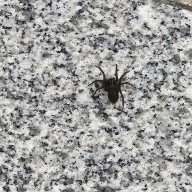 Profile image of 거미임