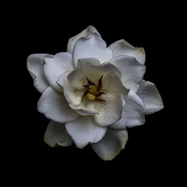 Profile image of 서이안