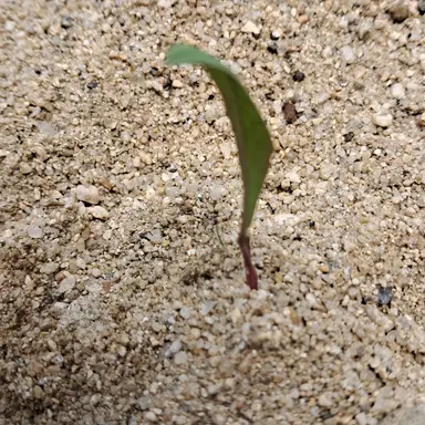 Profile image of 루미