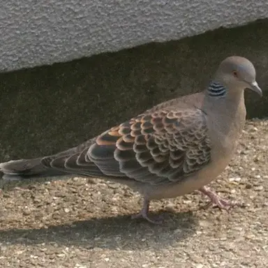 Profile image of 울프